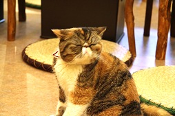 ꡼ No.025Υͥ / ⥫ˤ󤳤PC֥饦˽!?뤷ǭзޤƤ줿ե֤ߤʤ ˤפȯɽݡ