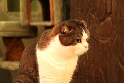 ꡼ No.026Υͥ / ⥫ˤ󤳤PC֥饦˽!?뤷ǭзޤƤ줿ե֤ߤʤ ˤפȯɽݡ