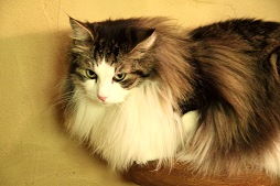 ꡼ No.028Υͥ / ⥫ˤ󤳤PC֥饦˽!?뤷ǭзޤƤ줿ե֤ߤʤ ˤפȯɽݡ