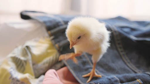 ꡼ No.007 | FFXV ݥåȥǥAndroidǤ꡼ϡǰΥƥ򤢤äݥåȥƥå۾