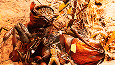 ꡼ No.039 | EARTH DEFENSE FORCE: IRON RAIN׺ǿŨΡĶʪΡɤ䡤٥ꥪλߤǹԤƤ븦Ƥ