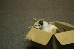 画像ギャラリー No.006のサムネイル画像 / 「ねこ島日記」,映画「猫は抱くもの」とのコラボキャンペーンが6月16日より開催