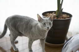 画像ギャラリー No.007のサムネイル画像 / 「ねこ島日記」,映画「猫は抱くもの」とのコラボキャンペーンが6月16日より開催