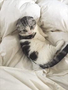 画像ギャラリー No.001のサムネイル画像 / 「にゃんこね」,まっぷーちんとのコラボイベントが開催