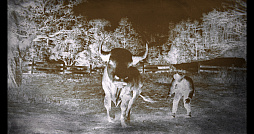画像集#006のサムネイル/「Ghost of Tsushima」「RDR2」「ジャストコーズ4」で2021年の干支，牛を撮る！　可愛い牛から獰猛な牛，空飛ぶ牛までよりどりみどり