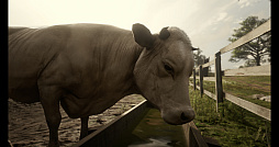 画像集#058のサムネイル/「Ghost of Tsushima」「RDR2」「ジャストコーズ4」で2021年の干支，牛を撮る！　可愛い牛から獰猛な牛，空飛ぶ牛までよりどりみどり