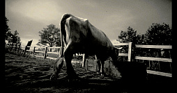 画像集#061のサムネイル/「Ghost of Tsushima」「RDR2」「ジャストコーズ4」で2021年の干支，牛を撮る！　可愛い牛から獰猛な牛，空飛ぶ牛までよりどりみどり