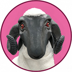 ꡼ No.003 | ֥㥵󡦥եܥǥס1134ƱŤΡӥե2018ɤȡȥڥθɤߥȤ