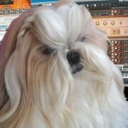 ꡼ No.008 | ֥󥲡ץ󥻥סƮξѤɱDIVA˥ƥबо졣ΤôܥPξ