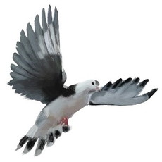 ���������꡼ No.007�Υ���ͥ������ / WWI�������ADV��11-11�ʥ���֥� ����֥�ˡס����ʥ��ͤ���쥫���ޥ󡦥ϥ꡼��ɥ��Ŀͤε��ա�����Ȥʤ��о쥭���γ��פ�����