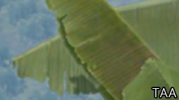 ꡼ No.093Υͥ / GeForce RTX 2080 TiסGeForce RTX 2080ץӥ塼쥤ȥAIбοGPUϡ®װʾβͤ󶡤Ǥ뤫