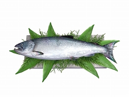 ꡼ No.006 | StarHorse3 SeasonVII GREAT JOURNEYסڥ륢ƥץ쥼ȥڡ󤬳