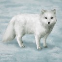 ꡼ No.011 | ҳ Online Lost Memories Seven WondersפǤμԻ׵ĤĩࡣƤˤĤƥץǥ塼ȥǥ쥯ʹ