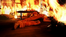 ꡼ No.018Υͥ / JUDGE EYESΰס͸ȬδǷʪ˿ؤ׿ʪΥȡ꡼