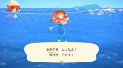 ꡼ No.006 | ֤Ĥޤ ɤ֤Ĥοפγͷ˲ء̵åץǡȤ731000ۿꥸʥ륰åNintendo TOKYOפо