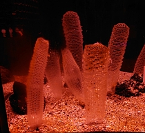 ꡼ No.004 | ֤Ĥޤ ɤ֤ĤοפΥꥢ륤٥ȡֳΤ դ줢Ÿפ򤤤ɤ޿²ۤ1121鳫