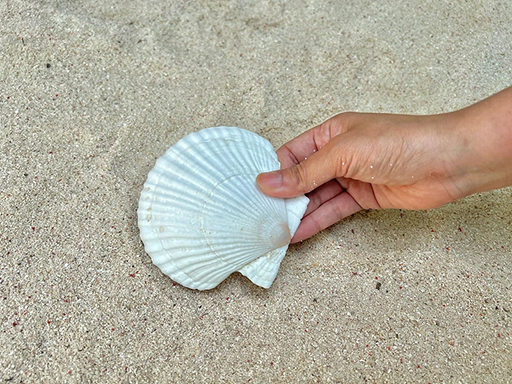 ꡼ No.005 | ֤Ĥޤ ɤ֤Ĥοץܥ٥ȡ椦ߤο²ۤ713鳫š˽ФƤȳιɤμ¿θʤɤ»