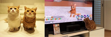 ꡼ No.003Υͥ / Nintendo SwitchLITTLE FRIENDS -DOGS  CATS-פ꡼󥹥͵ηǭϺʤפˤθư