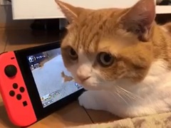 Nintendo Switch「LITTLE FRIENDS -DOGS ＆ CATS-」が本日リリース。インスタで大人気の兄妹猫「茶太郎・きなこ」による体験動画も公開