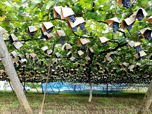 ���������꡼ No.002�Υ���ͥ������ / �֤��󥹥��������ۿ����ȡ�CAFE CINNAMON �˥������å������5���Ͽ�����������ݡ��ȡ����Ƚ�β��������ǥե롼�ĥݥ����Ĥ��롪