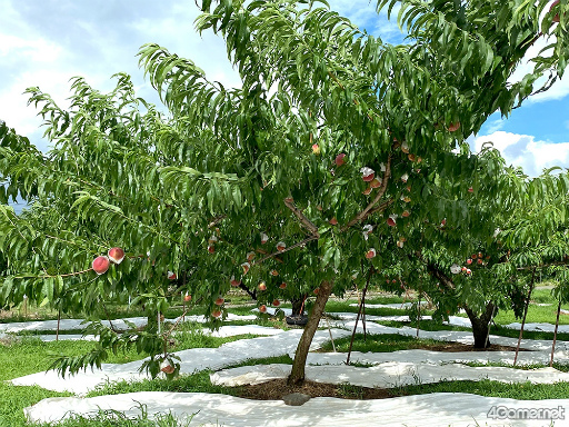 ���������꡼ No.011�Υ���ͥ������ / �֤��󥹥��������ۿ����ȡ�CAFE CINNAMON �˥������å������5���Ͽ�����������ݡ��ȡ����Ƚ�β��������ǥե롼�ĥݥ����Ĥ��롪