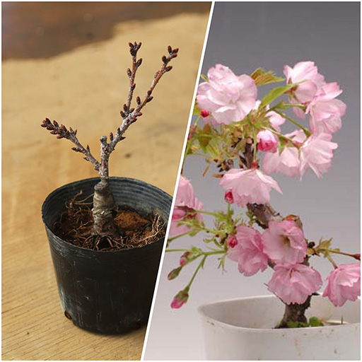 画像ギャラリー No.003のサムネイル画像 / 「どこでもキャッチャー」に35種類の“温泉の素”が登場。本日16:00にイベント開始