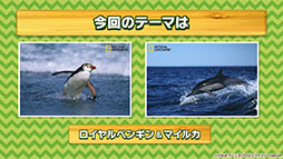 ꡼ No.022 | ץǡǡ֤Υե3פOP䥷硼ȥ˥κǿäˡ»ܤ줿ͤݡ