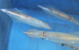 画像ギャラリー No.011のサムネイル画像 / 「どこでもキャッチャー」,隠岐・海士町近海で漁獲された魚介類・海の幸を集めたグルメフェアを開催