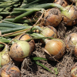 画像ギャラリー No.012のサムネイル画像 / 「どこでもキャッチャー」,淡路島の特産品を集めたグルメフェアが開催