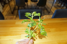 画像ギャラリー No.003のサムネイル画像 / 俺のコラボカフェ:Menu 007 「バイオハザード」のグリーンハーブを使った絶品エスニック飯