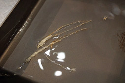 ���������꡼ No.006�Υ���ͥ������ / ���Υ���ܥ��ե���Menu 009 �֤Ȥ��᤭���ꥢ��פ����������뤪������ͻ�