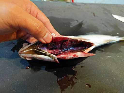 ꡼ No.007Υͥ / ΥܥեMenu 033 ֥ ֥쥹   磻ɡפ˽ФƤƤʷ