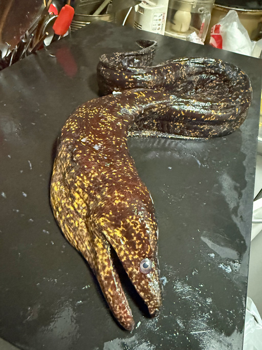 画像ギャラリー No.001のサムネイル画像 / 「METAL GEAR SOLID Δ: SNAKE EATER」 に出てくる伝説のツチノコよりもうまいかもしれない生き物を食べる。俺のコラボカフェ:Menu 080