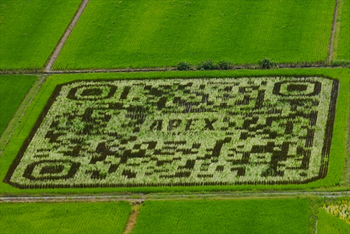 画像ギャラリー No.007のサムネイル画像 / 「Apex Legends」田んぼアートお披露目会レポート。色とりどりの稲で描かれた巨大ブラハが出現!