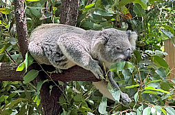 ꡼ No.028 | Υ󥿥ӥ塼ϡHollow KnightפUnpackingסUntitled Goose GameפCult of the LambפϡȾޤ졽IGEAϡϤȼȯٱǡϿޤ˥ȥꥢ̾ߤ