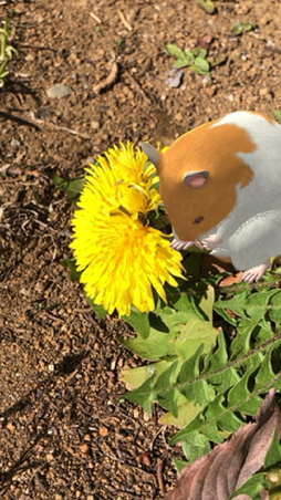 ꡼ No.002Υͥ / ޥ۸ϥॹ饢ץ֤ʤޤϤפӥϡʬΥϥॹ򿴤椯ޤǲİ