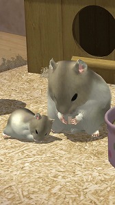 画像ギャラリー No.004のサムネイル画像 / ハムスター飼育アプリ「なまはむ」にジャンガリアンハムスターが登場