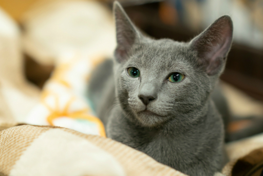 ꡼ No.012Υͥ / PRʬߤ֥å奢ॺױĲҥɥ˥μCOO  ͺإ󥿥ӥ塼4Ĥο餫