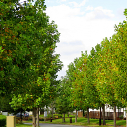 ꡼ No.014Υͥ / ֥ݥ ɡɡפοǤƸWebƥġ֥ޥåפǵ粽ݥ̿˹