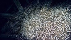 ���������꡼ No.011�Υ���ͥ������ / �ֿ� ή�Ԥ���פȡֿ� ή�Ԥ��2�פ�Switch���о졣1�ĤˤޤȤ᤿��1��2�ѥå��פ�7��18����ȯ��