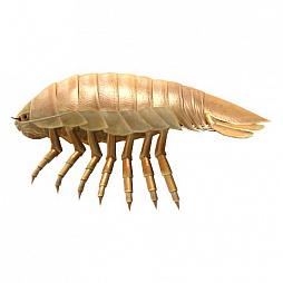 ꡼ No.038Υͥ / ꥹԥå Nintendo SwitchСסץ쥤ڤ֤ܤ⡼ɡפξܺ٤餫