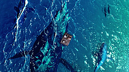 ꡼ No.003 | Switchǡꥹԥåġסҥ祦󥯥餬񤦺ǿTVCMưƥڡ»