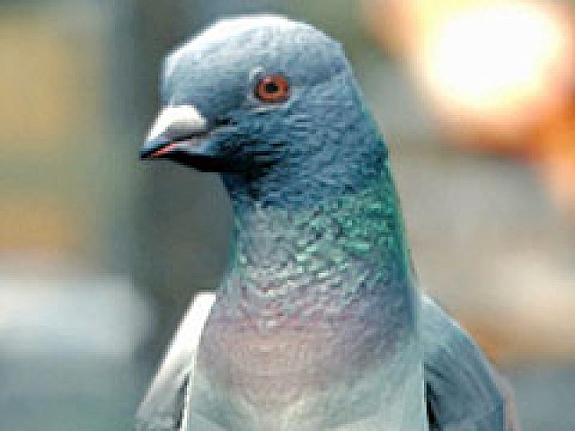 ハトになれるシミュレータ Pigeon Simulator の制作をbossa Studiosが発表 ハトの暮らしを紹介するトレイラーも公開