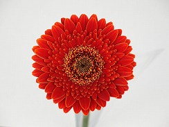 画像ギャラリー No.003のサムネイル画像 / 「牧場物語 再会のミネラルタウン」のオリジナルポーチ付きガーベラが登場