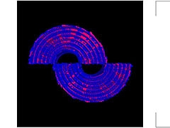 �֥ץ������ס�Azari���󤬽񤭲������ڶ��󶡥��ꥨ�������Ȥ��ƻ���