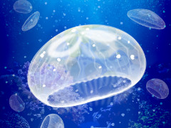 �Τ�Ӥ�ȥ��饲��į���������褦���������Υ��饲����������פ�Ҳ𤹤�֡ʤۤܡ��������ޥۥ������̿�����2169��