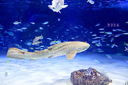 画像ギャラリー No.029のサムネイル画像 / 茅森月歌と瑞原あいなの音声ガイドで水族館を満喫！　サンシャイン水族館×ヘブバン「海さ！魚さ！アクアリウムさ〜」レポート