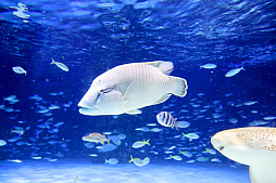 画像ギャラリー No.030のサムネイル画像 / 茅森月歌と瑞原あいなの音声ガイドで水族館を満喫！　サンシャイン水族館×ヘブバン「海さ！魚さ！アクアリウムさ〜」レポート