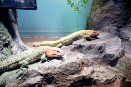 画像ギャラリー No.034のサムネイル画像 / 茅森月歌と瑞原あいなの音声ガイドで水族館を満喫！　サンシャイン水族館×ヘブバン「海さ！魚さ！アクアリウムさ〜」レポート