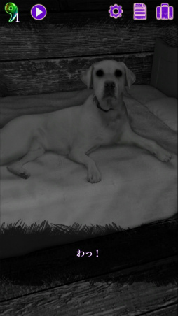 ���������꡼ No.006�Υ���ͥ������ / �ܤ���ͷ��Ǥ衣���ޥ۸���æ�Х�����ֶ��ݡ����Ѵۤ����æ�С��ץ쥤�롼��פ�Ҳ𤹤�֡ʤۤܡ��������ޥۥ������̿�����2173��